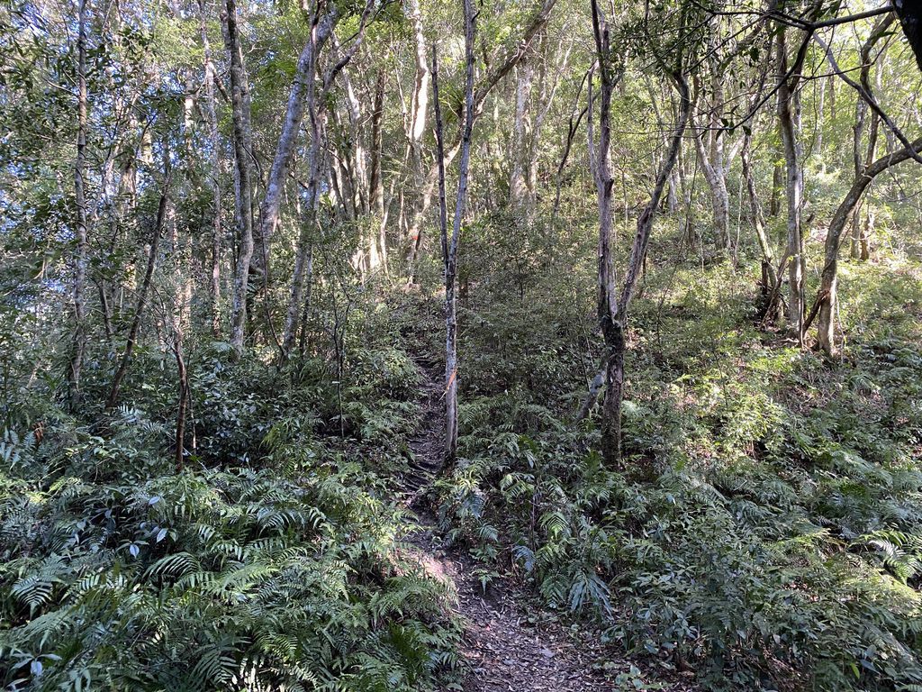 桃園景點-野溪溫泉的秘境,在夢幻七彩岩壁的四稜溫泉享受森林浴