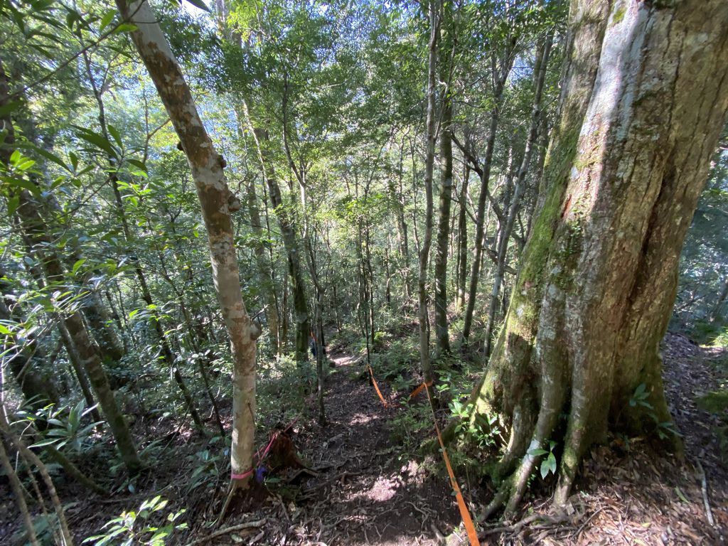 桃園景點-野溪溫泉的秘境,在夢幻七彩岩壁的四稜溫泉享受森林浴