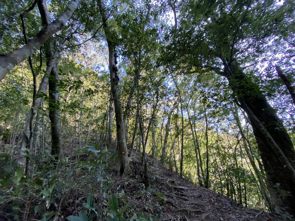 桃園景點-野溪溫泉的秘境,在夢幻七彩岩壁的四稜溫泉享受森林浴