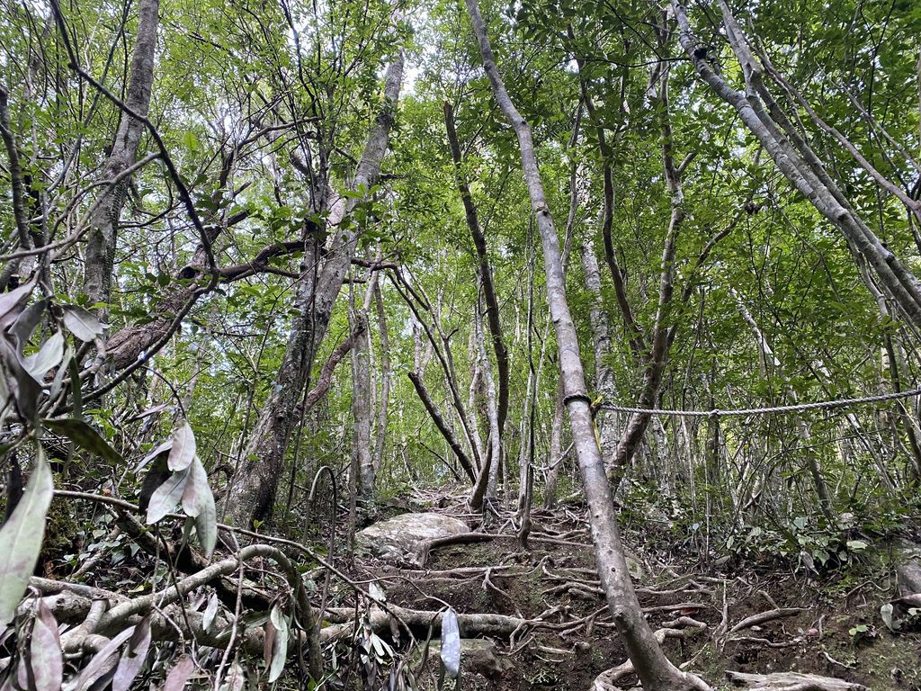 桃園景點-野溪溫泉的秘境,在夢幻七彩岩壁的四稜溫泉享受森林浴