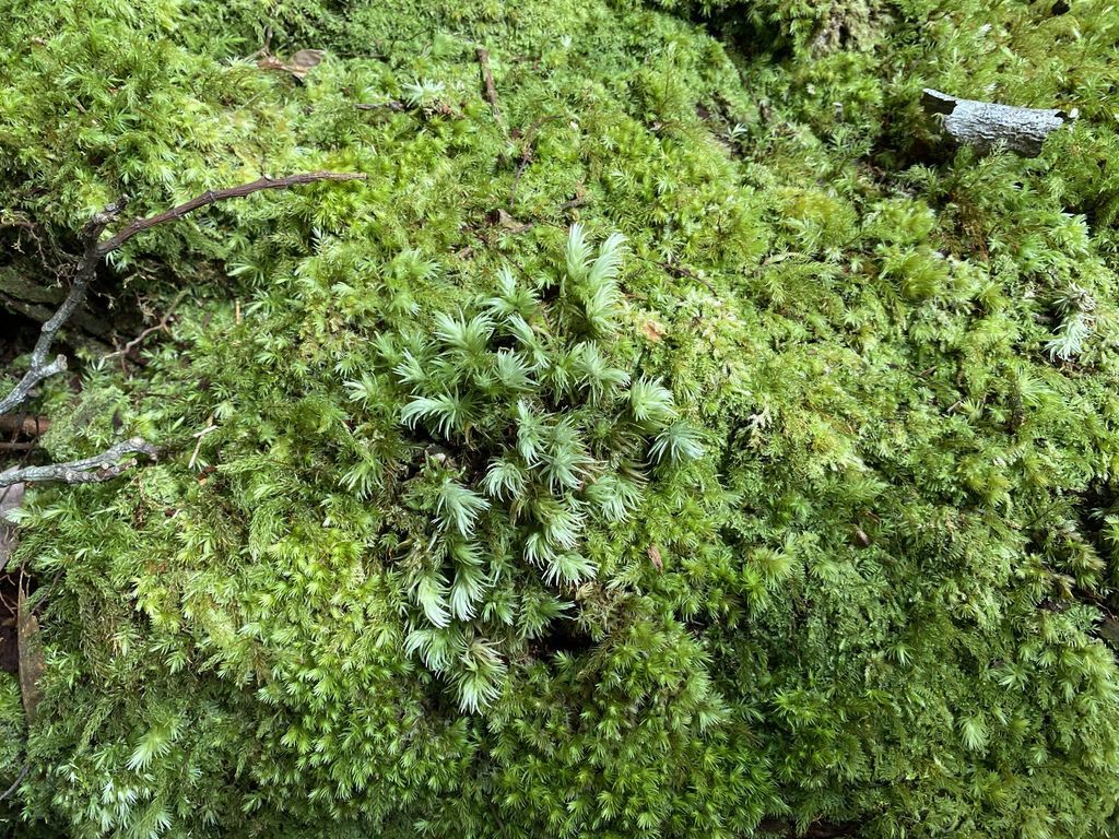 桃園景點-野溪溫泉的秘境,在夢幻七彩岩壁的四稜溫泉享受森林浴