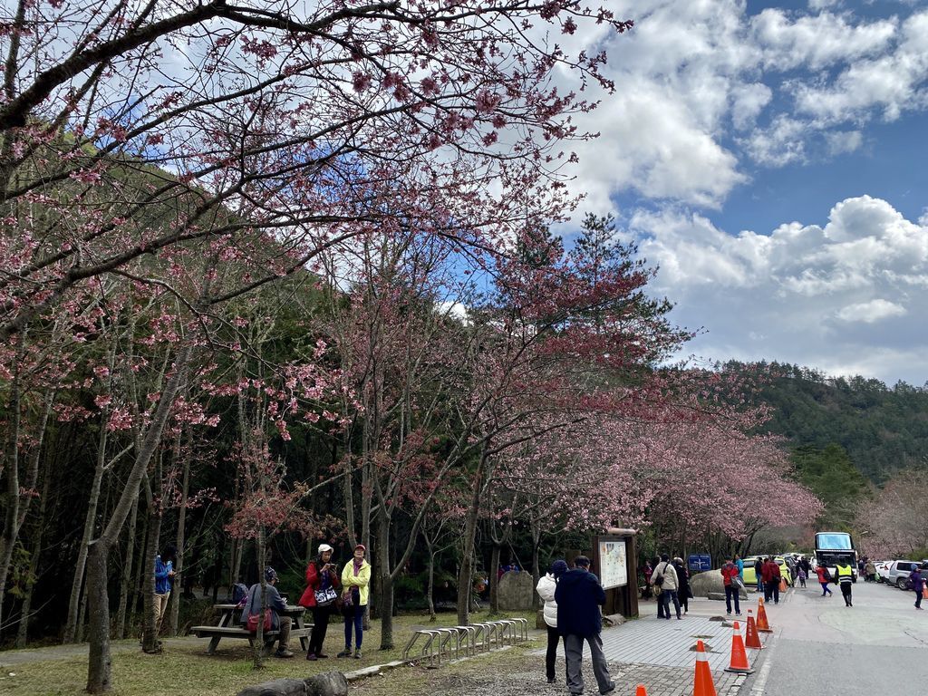 2021櫻花季!武陵農場櫻花季，全台最佳賞櫻勝地，來看粉紅香水櫻【丁小羽旅遊篇】