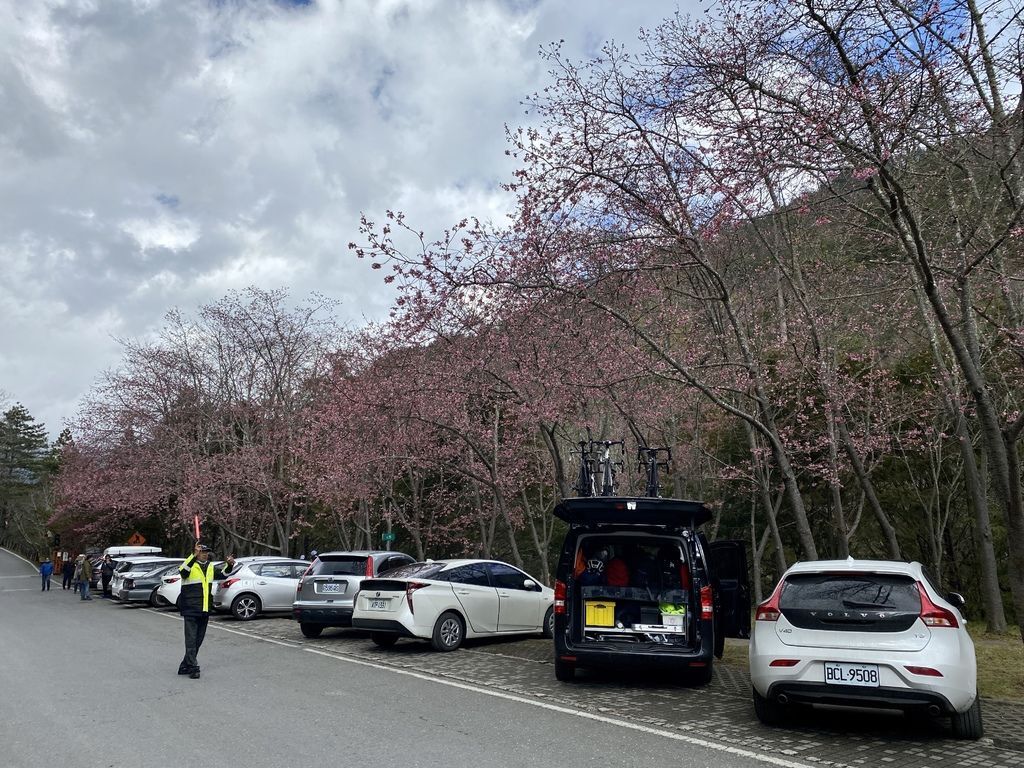 2021櫻花季!武陵農場櫻花季，全台最佳賞櫻勝地，來看粉紅香水櫻【丁小羽旅遊篇】