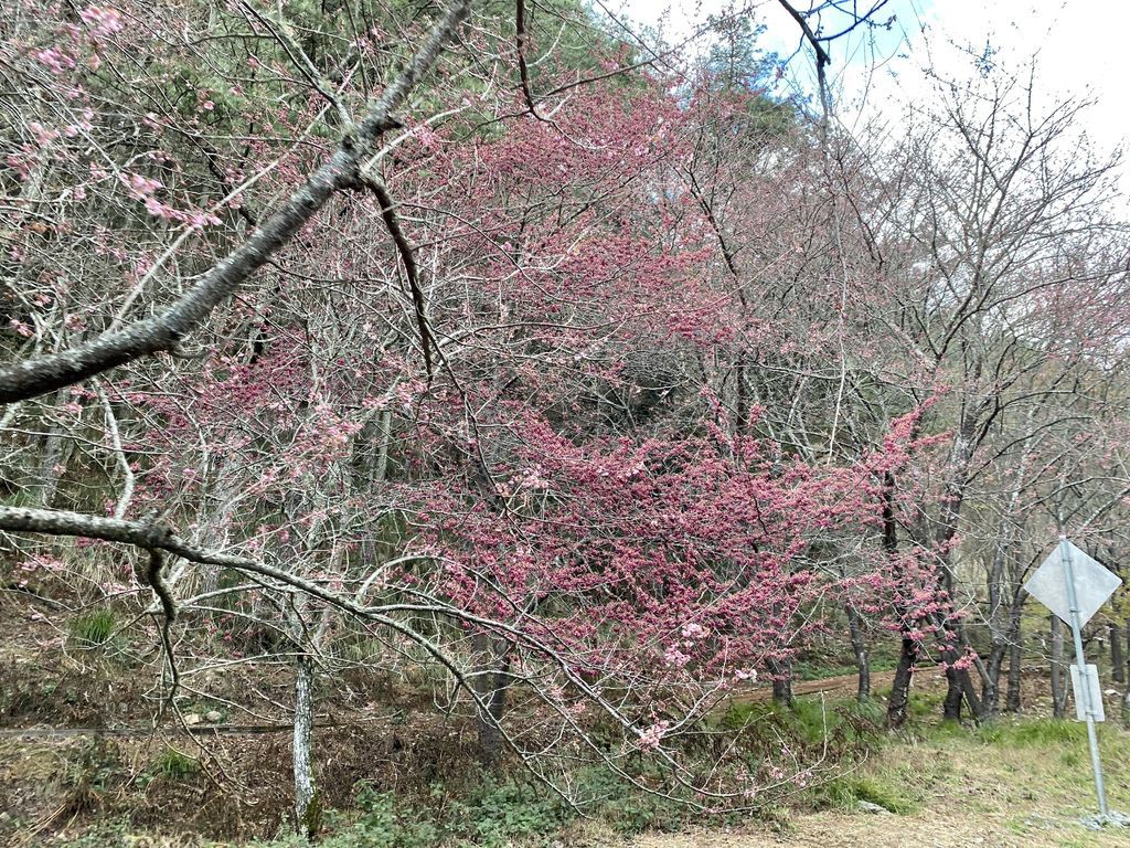 2021櫻花季!武陵農場櫻花季，全台最佳賞櫻勝地，來看粉紅香水櫻【丁小羽旅遊篇】