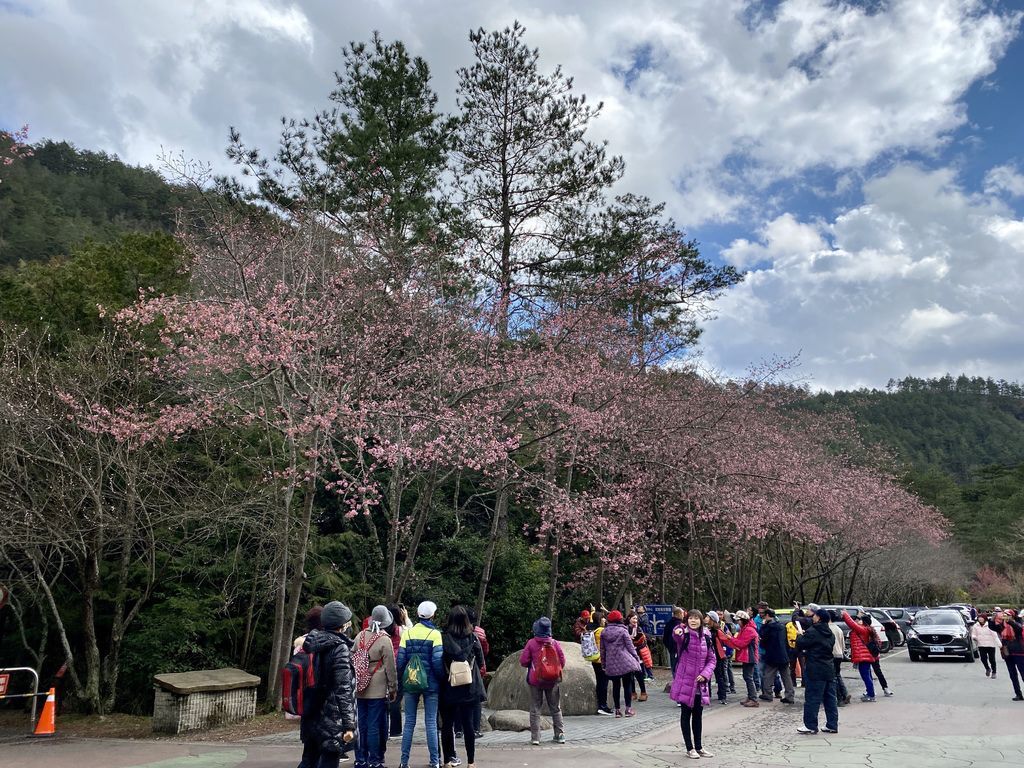 2021櫻花季!武陵農場櫻花季，全台最佳賞櫻勝地，來看粉紅香水櫻【丁小羽旅遊篇】