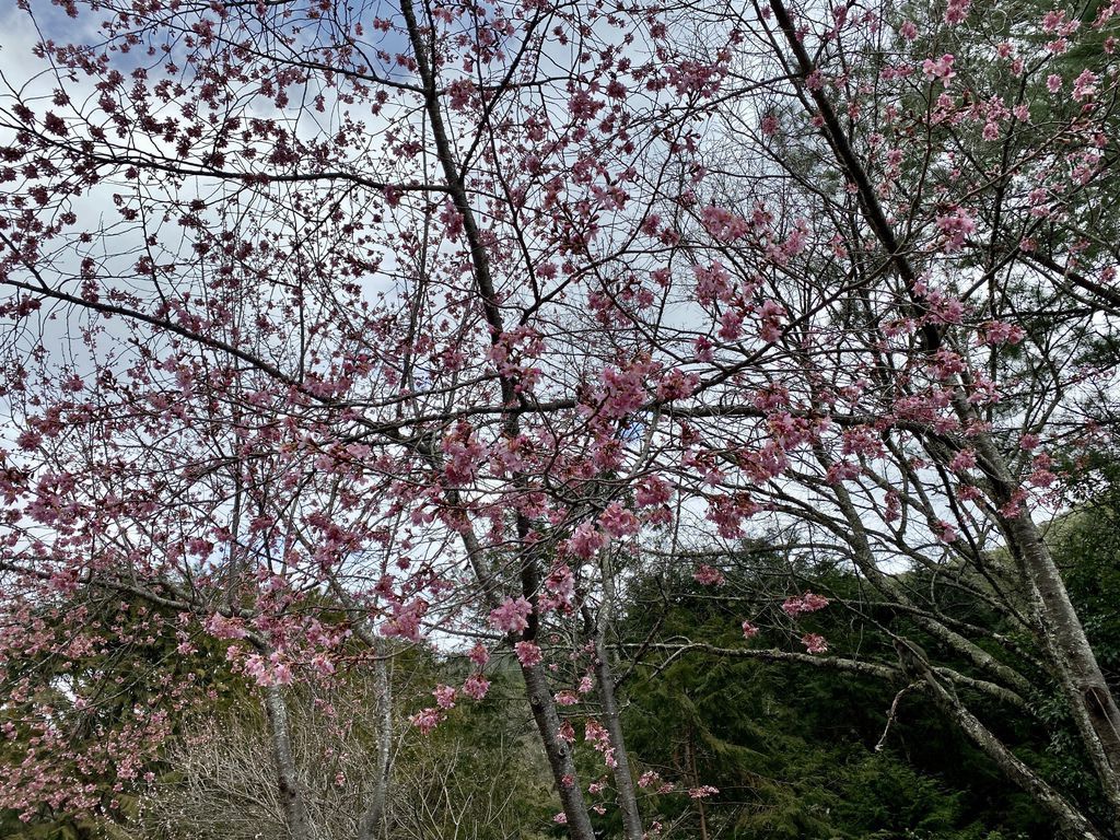 2021櫻花季!武陵農場櫻花季，全台最佳賞櫻勝地，來看粉紅香水櫻【丁小羽旅遊篇】