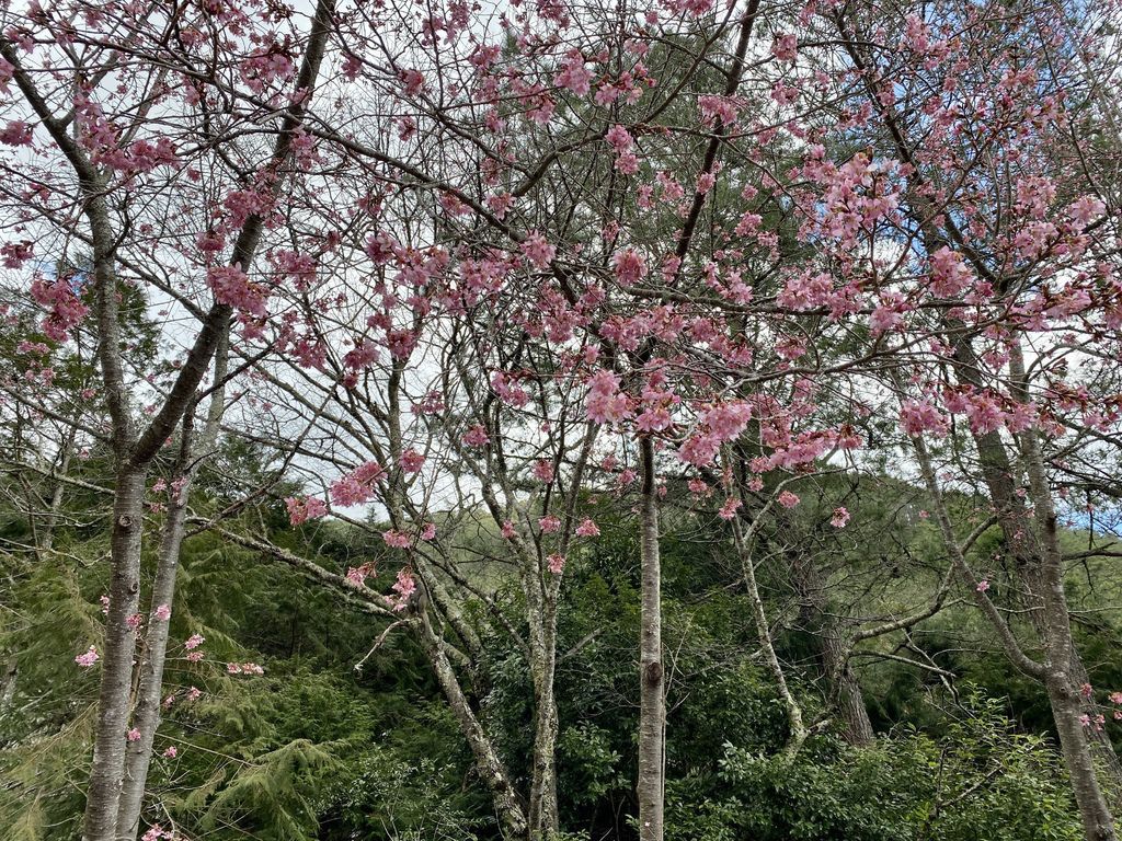 2021櫻花季!武陵農場櫻花季，全台最佳賞櫻勝地，來看粉紅香水櫻【丁小羽旅遊篇】