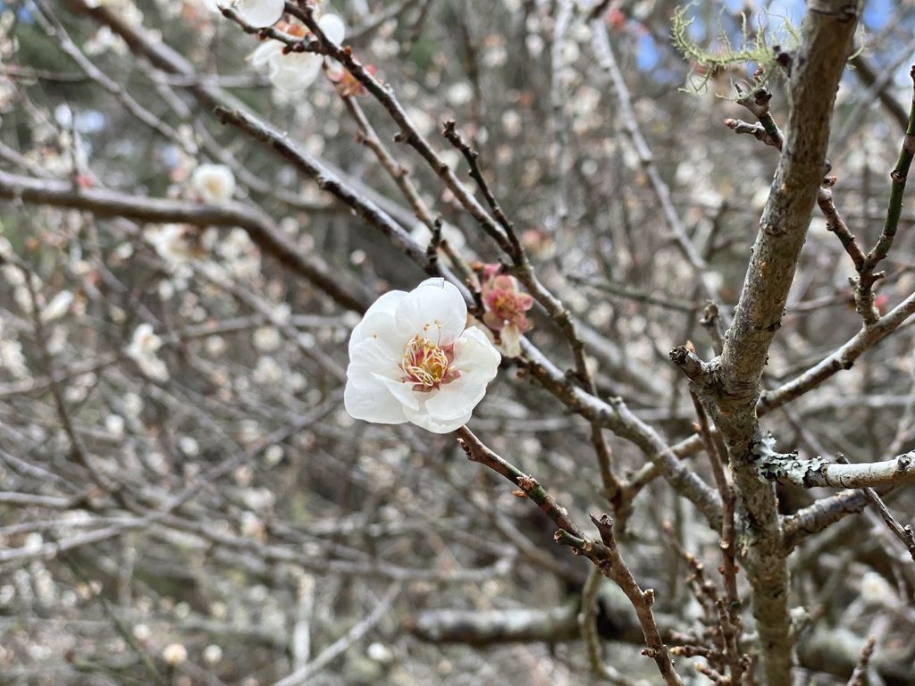 2021櫻花季!武陵農場櫻花季，全台最佳賞櫻勝地，來看粉紅香水櫻【丁小羽旅遊篇】