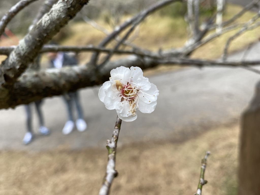 2021櫻花季!武陵農場櫻花季，全台最佳賞櫻勝地，來看粉紅香水櫻【丁小羽旅遊篇】