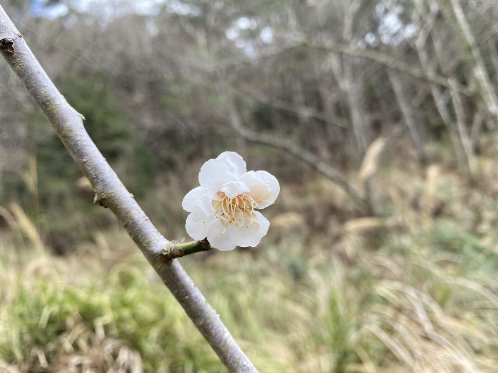 2021櫻花季!武陵農場櫻花季，全台最佳賞櫻勝地，來看粉紅香水櫻【丁小羽旅遊篇】