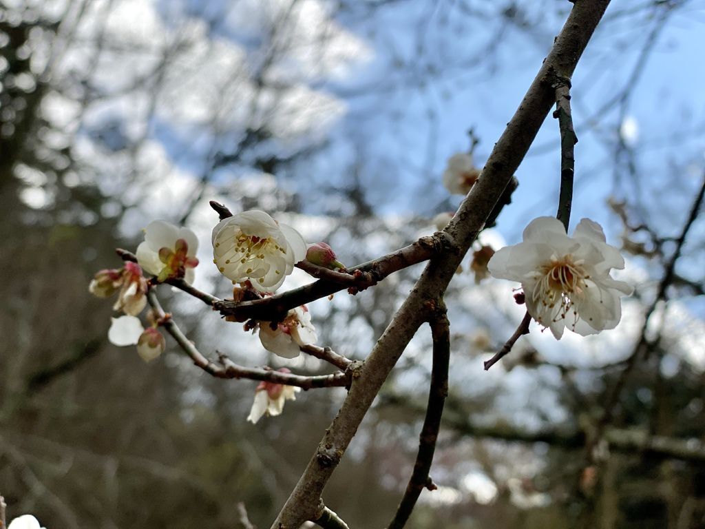 2021櫻花季!武陵農場櫻花季，全台最佳賞櫻勝地，來看粉紅香水櫻【丁小羽旅遊篇】