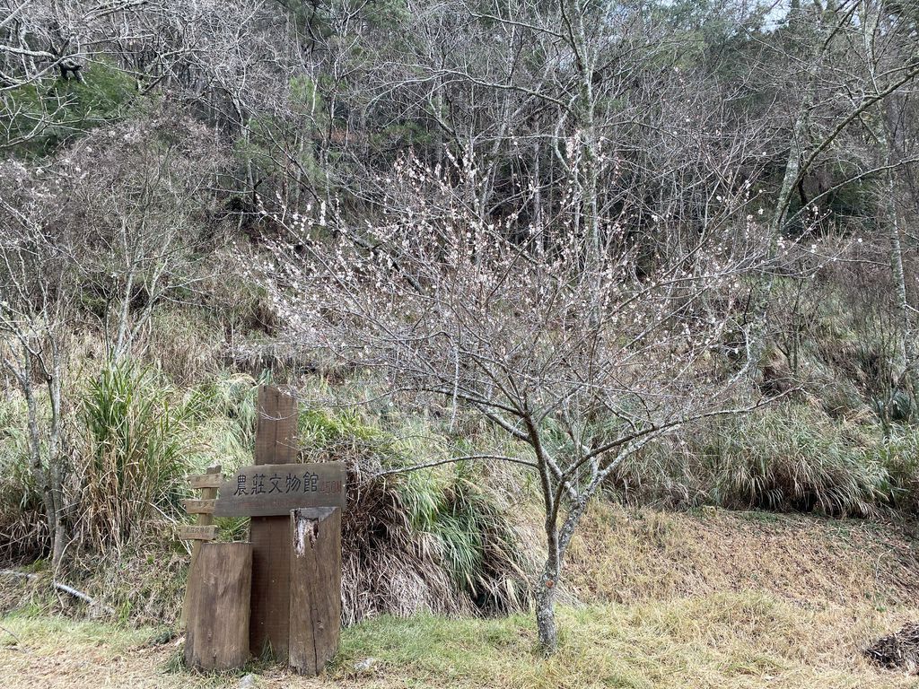 2021櫻花季!武陵農場櫻花季，全台最佳賞櫻勝地，來看粉紅香水櫻【丁小羽旅遊篇】