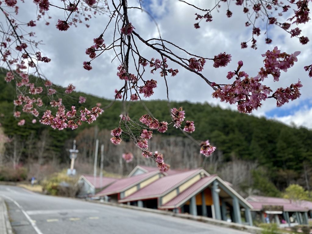 2021櫻花季!武陵農場櫻花季，全台最佳賞櫻勝地，來看粉紅香水櫻【丁小羽旅遊篇】