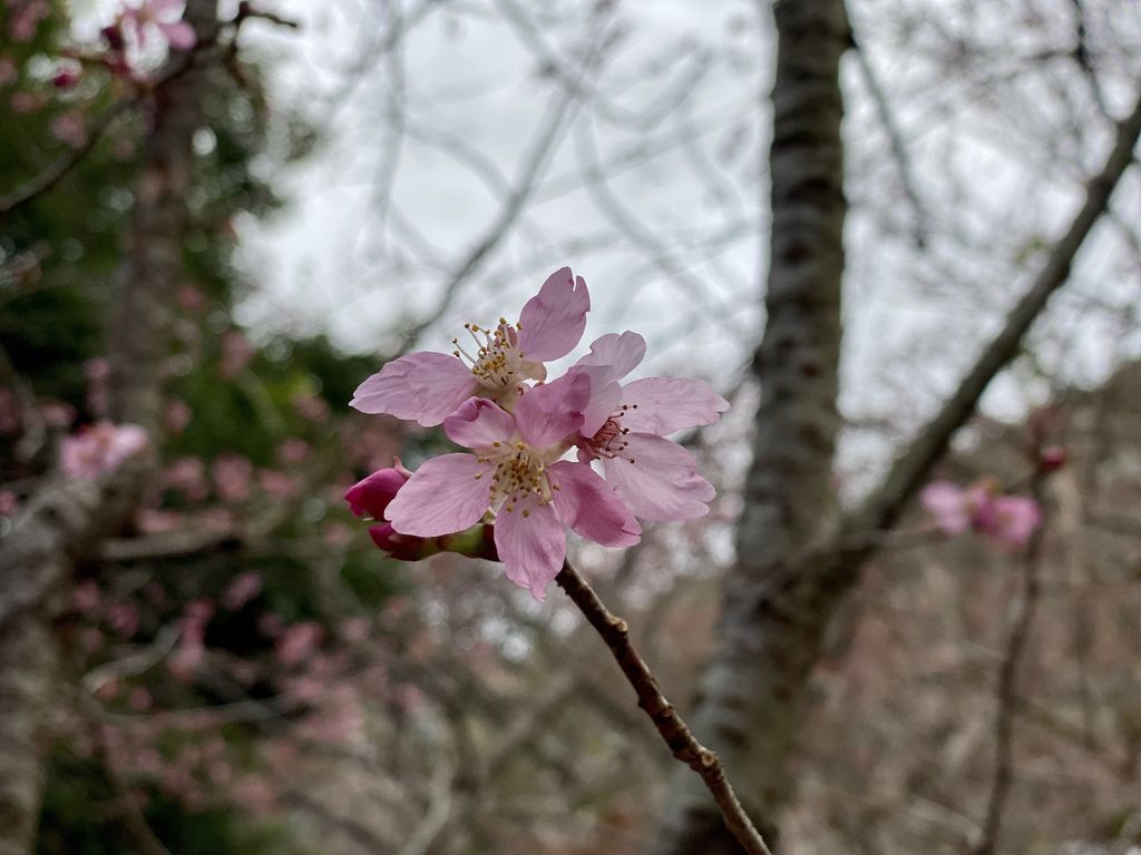 2021櫻花季!武陵農場櫻花季，全台最佳賞櫻勝地，來看粉紅香水櫻【丁小羽旅遊篇】