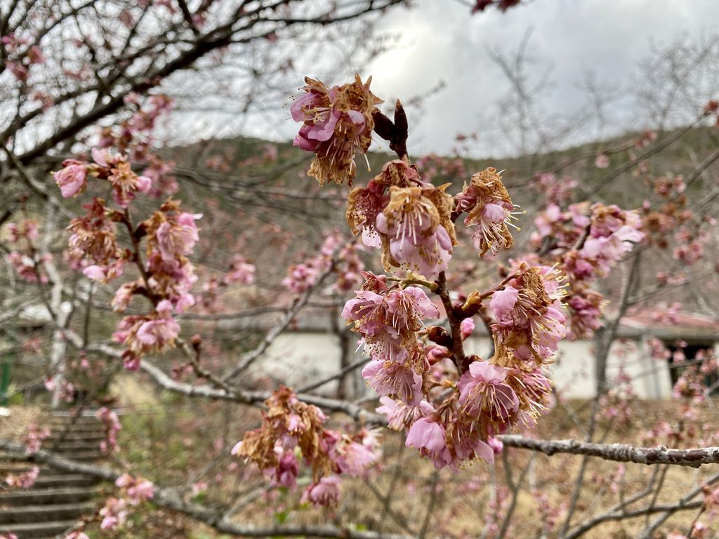 2021櫻花季!武陵農場櫻花季，全台最佳賞櫻勝地，來看粉紅香水櫻【丁小羽旅遊篇】