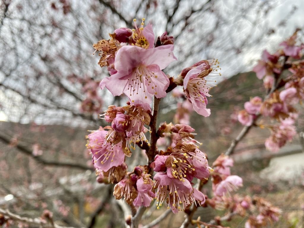 2021櫻花季!武陵農場櫻花季，全台最佳賞櫻勝地，來看粉紅香水櫻【丁小羽旅遊篇】