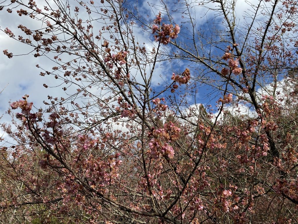 2021櫻花季!武陵農場櫻花季，全台最佳賞櫻勝地，來看粉紅香水櫻【丁小羽旅遊篇】