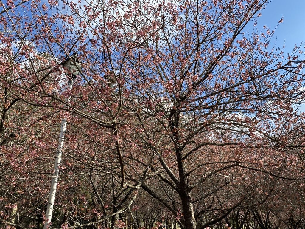 2021櫻花季!武陵農場櫻花季，全台最佳賞櫻勝地，來看粉紅香水櫻【丁小羽旅遊篇】