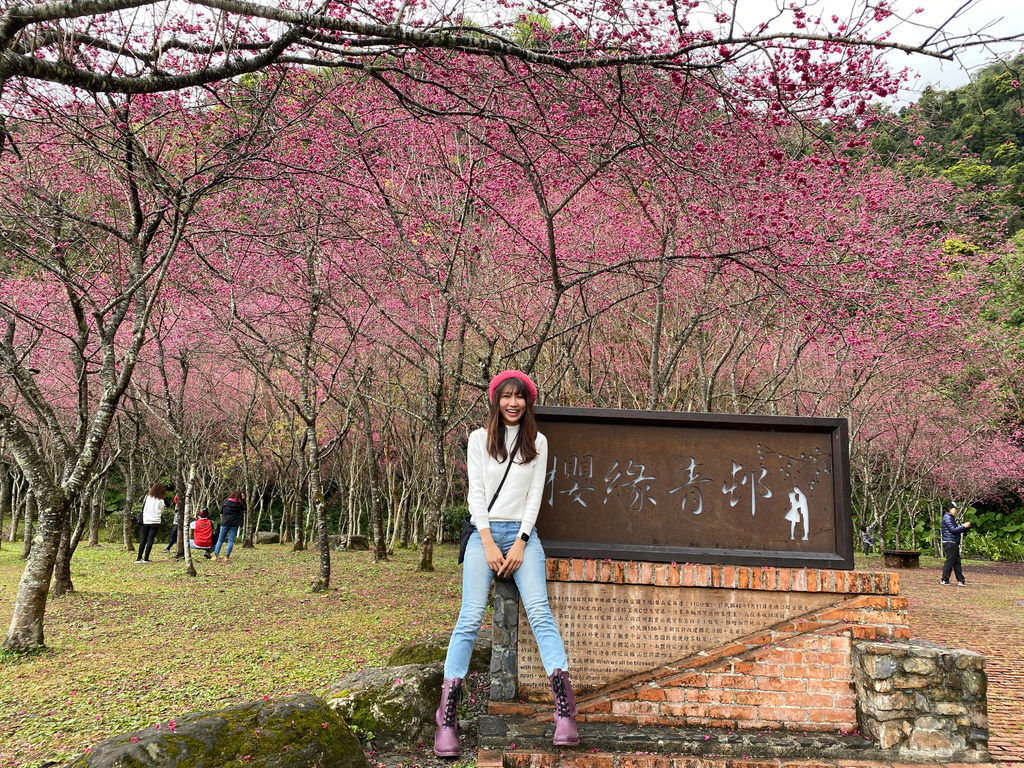 2021櫻花季!宜蘭賞櫻祕境!台七甲八重櫻花林的櫻緣青邨【丁小羽旅遊篇】 2021櫻花季!宜蘭賞櫻祕境!台七甲八重櫻花林的櫻緣青邨【丁小羽旅遊篇】