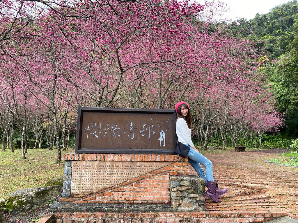 2021櫻花季!宜蘭賞櫻祕境!台七甲八重櫻花林的櫻緣青邨【丁小羽旅遊篇】 2021櫻花季!宜蘭賞櫻祕境!台七甲八重櫻花林的櫻緣青邨【丁小羽旅遊篇】