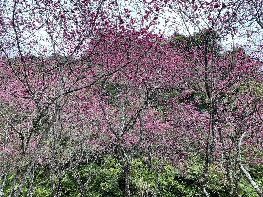 2021櫻花季!宜蘭賞櫻祕境!台七甲八重櫻花林的櫻緣青邨【丁小羽旅遊篇】 2021櫻花季!宜蘭賞櫻祕境!台七甲八重櫻花林的櫻緣青邨【丁小羽旅遊篇】