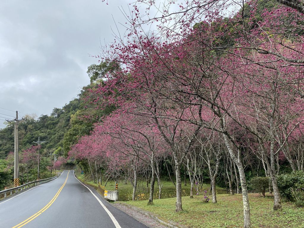 2021櫻花季!宜蘭賞櫻祕境!台七甲八重櫻花林的櫻緣青邨【丁小羽旅遊篇】