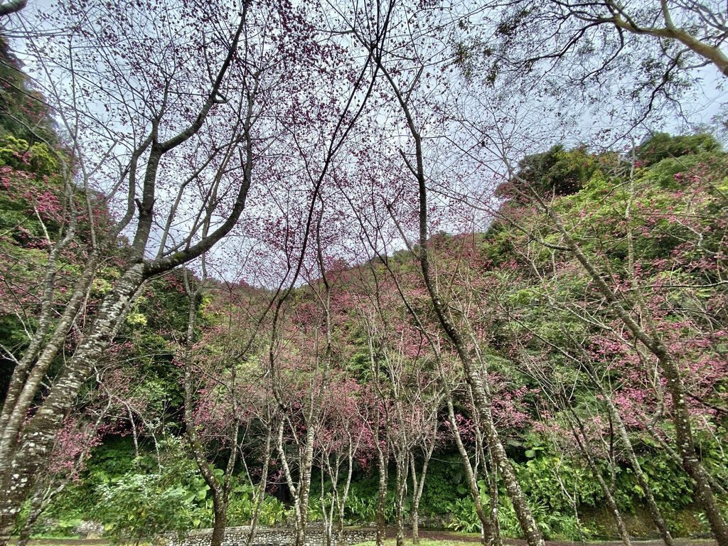 2021櫻花季!宜蘭賞櫻祕境!台七甲八重櫻花林的櫻緣青邨【丁小羽旅遊篇】 2021櫻花季!宜蘭賞櫻祕境!台七甲八重櫻花林的櫻緣青邨【丁小羽旅遊篇】