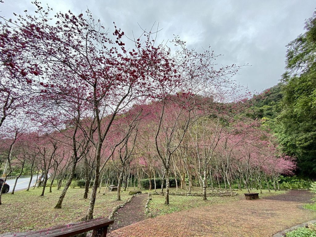 2021櫻花季!宜蘭賞櫻祕境!台七甲八重櫻花林的櫻緣青邨【丁小羽旅遊篇】 2021櫻花季!宜蘭賞櫻祕境!台七甲八重櫻花林的櫻緣青邨【丁小羽旅遊篇】