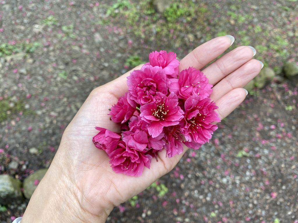 2021櫻花季!宜蘭賞櫻祕境!台七甲八重櫻花林的櫻緣青邨【丁小羽旅遊篇】 2021櫻花季!宜蘭賞櫻祕境!台七甲八重櫻花林的櫻緣青邨【丁小羽旅遊篇】