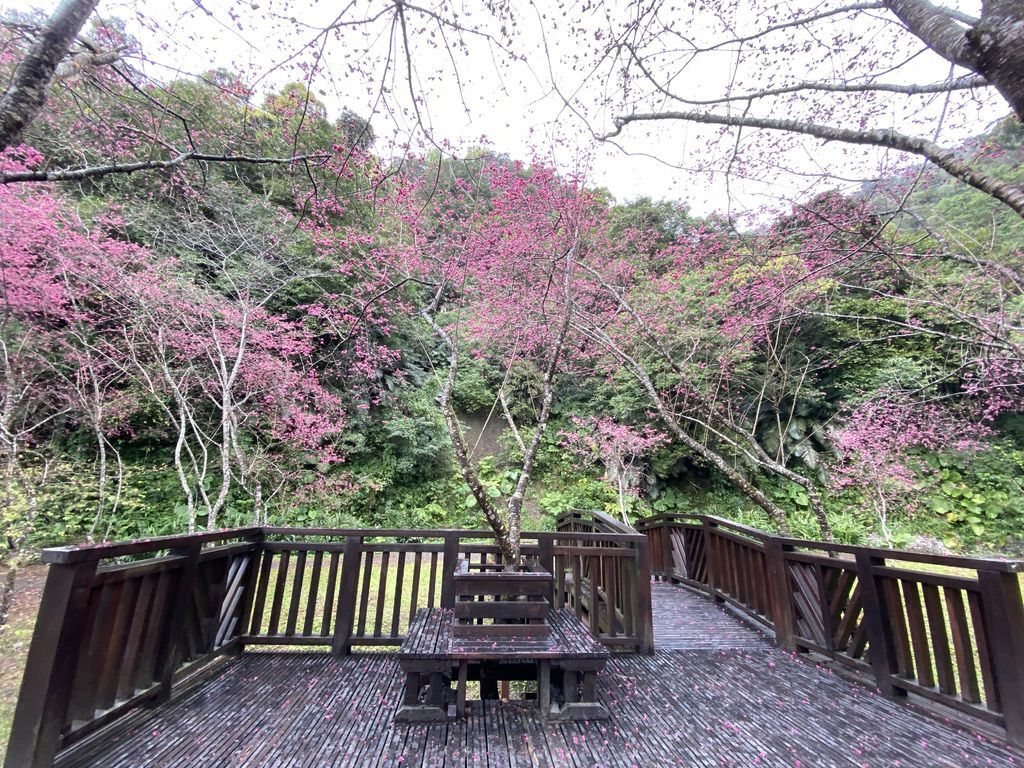 2021櫻花季!宜蘭賞櫻祕境!台七甲八重櫻花林的櫻緣青邨【丁小羽旅遊篇】 2021櫻花季!宜蘭賞櫻祕境!台七甲八重櫻花林的櫻緣青邨【丁小羽旅遊篇】