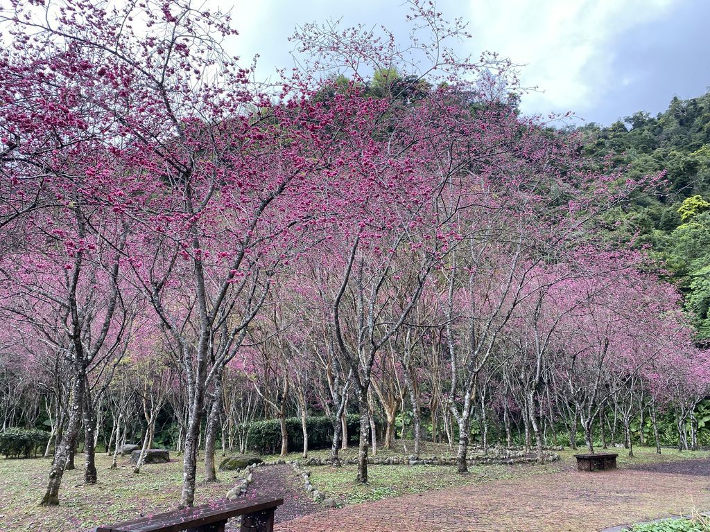 2021櫻花季!宜蘭賞櫻祕境!台七甲八重櫻花林的櫻緣青邨【丁小羽旅遊篇】 2021櫻花季!宜蘭賞櫻祕境!台七甲八重櫻花林的櫻緣青邨【丁小羽旅遊篇】