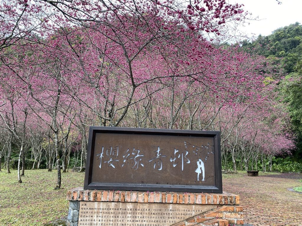 2021櫻花季!宜蘭賞櫻祕境!台七甲八重櫻花林的櫻緣青邨【丁小羽旅遊篇】 2021櫻花季!宜蘭賞櫻祕境!台七甲八重櫻花林的櫻緣青邨【丁小羽旅遊篇】