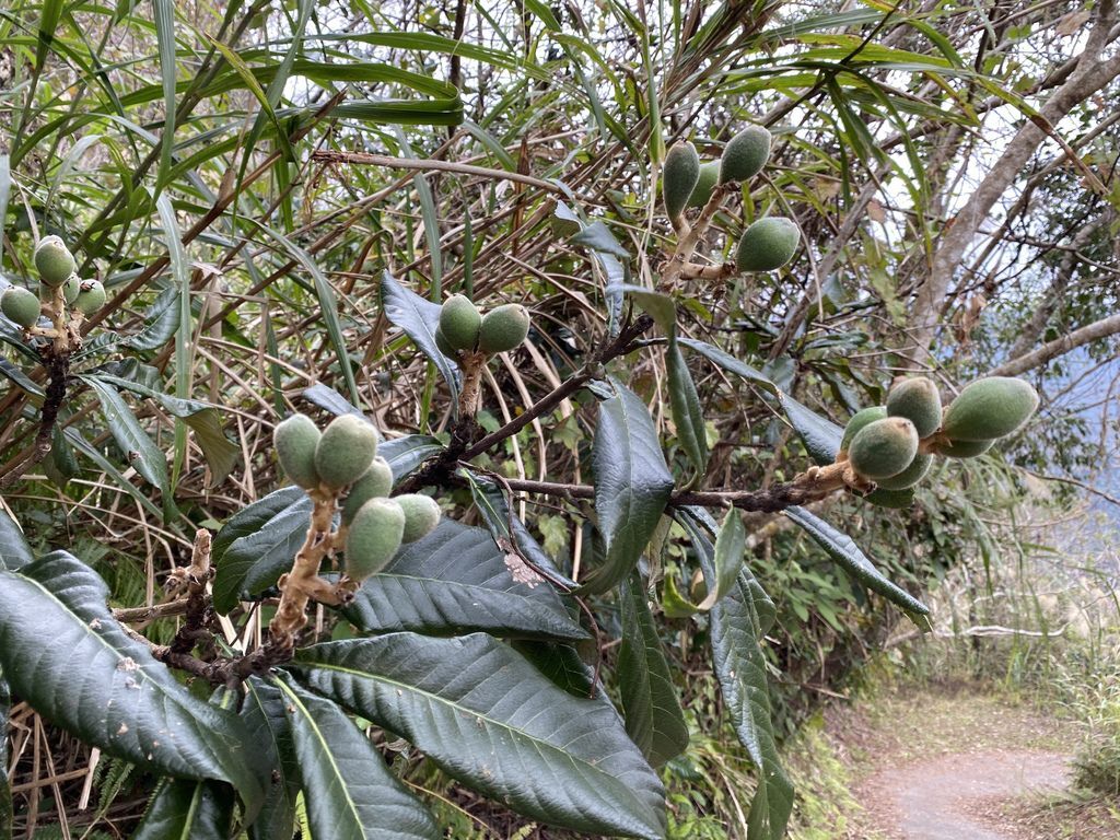 桃園野溪溫泉-在嘎拉賀溫泉泡湯,享受大自然的SPA溫泉瀑布