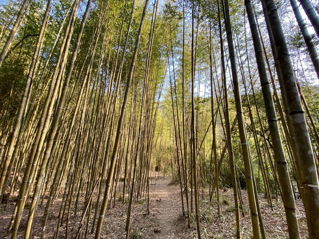 新竹野溪溫泉-隱藏在山林中的露天包廂，在泰崗溫泉泡湯