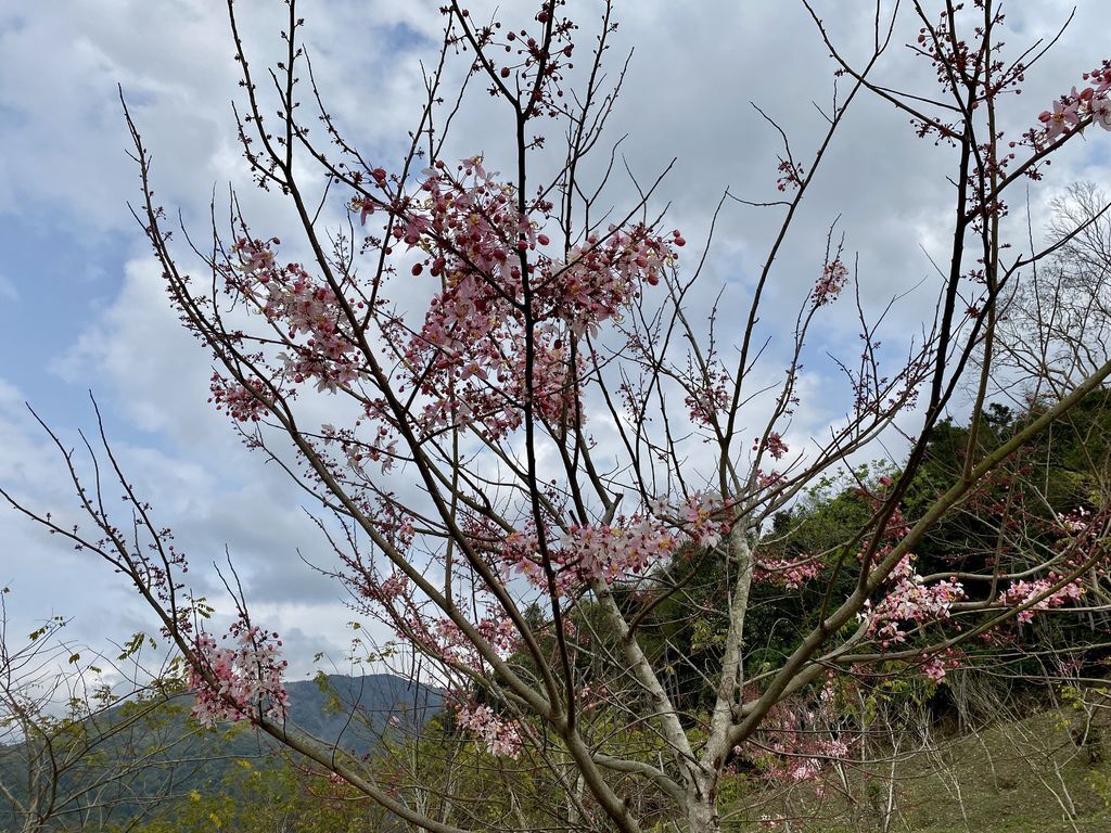 高雄六龜景點-寶來溫泉花賞公園,一起到遠山望月風呂露營區泡湯賞花