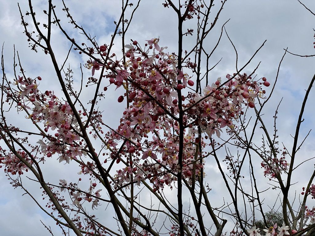 高雄六龜景點-寶來溫泉花賞公園，一起到遠山望月風呂露營區泡湯賞花