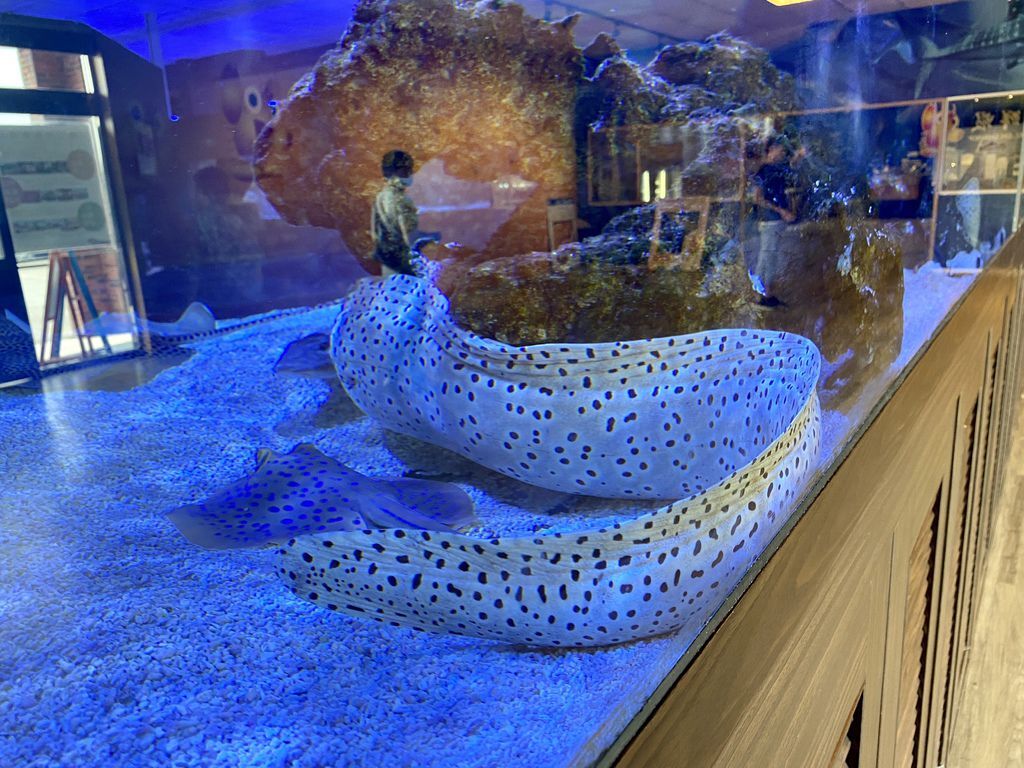 宜蘭礁溪景點-金車生物科技水產養殖研發中心,媲美水族館的室內景點 宜蘭礁溪景點-金車生物科技水產養殖研發中心,媲美水族館的室內景點