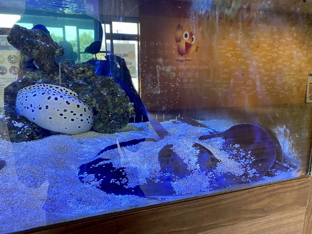 宜蘭礁溪景點-金車生物科技水產養殖研發中心,媲美水族館的室內景點 宜蘭礁溪景點-金車生物科技水產養殖研發中心,媲美水族館的室內景點