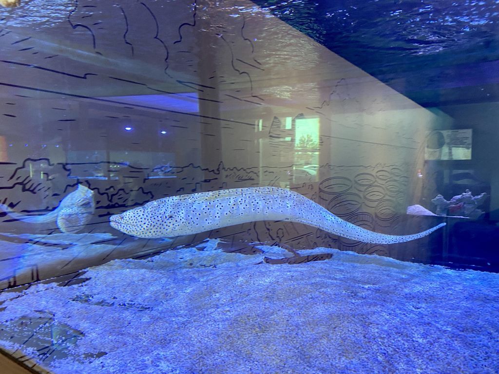 宜蘭礁溪景點-金車生物科技水產養殖研發中心,媲美水族館的室內景點 宜蘭礁溪景點-金車生物科技水產養殖研發中心,媲美水族館的室內景點