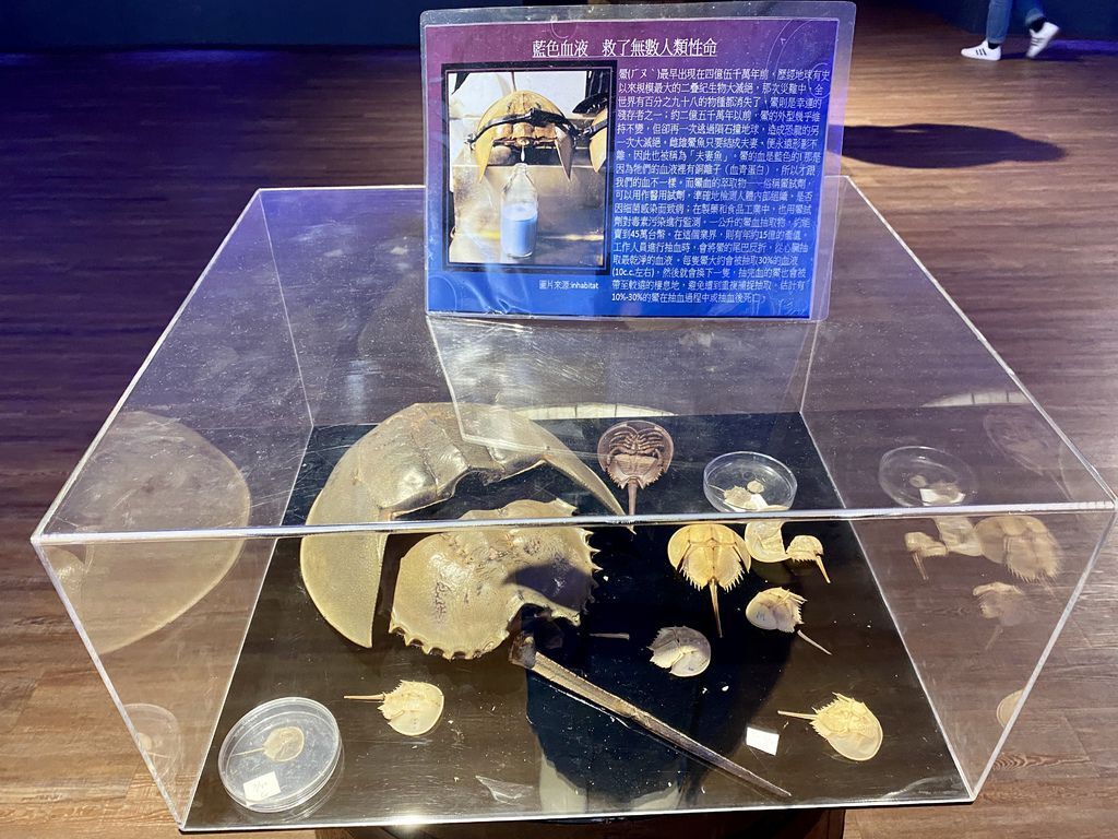 宜蘭礁溪景點-金車生物科技水產養殖研發中心,媲美水族館的室內景點 宜蘭礁溪景點-金車生物科技水產養殖研發中心,媲美水族館的室內景點