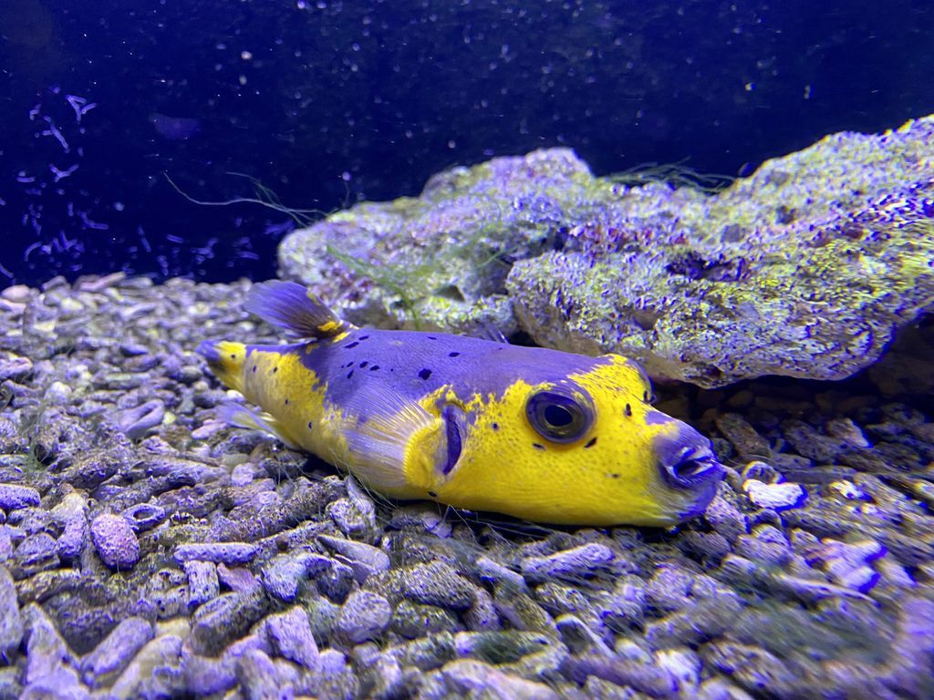 宜蘭礁溪景點-金車生物科技水產養殖研發中心,媲美水族館的室內景點 宜蘭礁溪景點-金車生物科技水產養殖研發中心,媲美水族館的室內景點