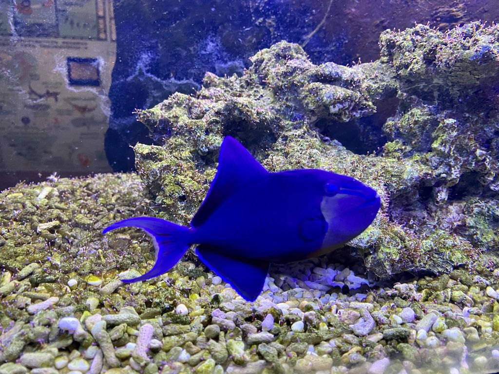 宜蘭礁溪景點-金車生物科技水產養殖研發中心,媲美水族館的室內景點 宜蘭礁溪景點-金車生物科技水產養殖研發中心,媲美水族館的室內景點