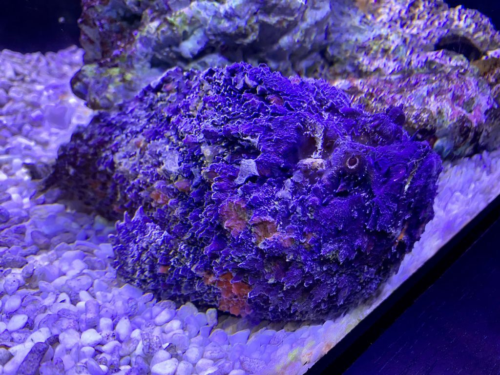 宜蘭礁溪景點-金車生物科技水產養殖研發中心,媲美水族館的室內景點 宜蘭礁溪景點-金車生物科技水產養殖研發中心,媲美水族館的室內景點