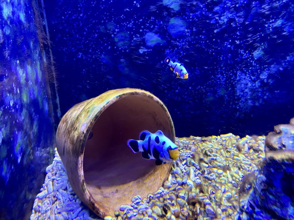 宜蘭礁溪景點-金車生物科技水產養殖研發中心,媲美水族館的室內景點 宜蘭礁溪景點-金車生物科技水產養殖研發中心,媲美水族館的室內景點