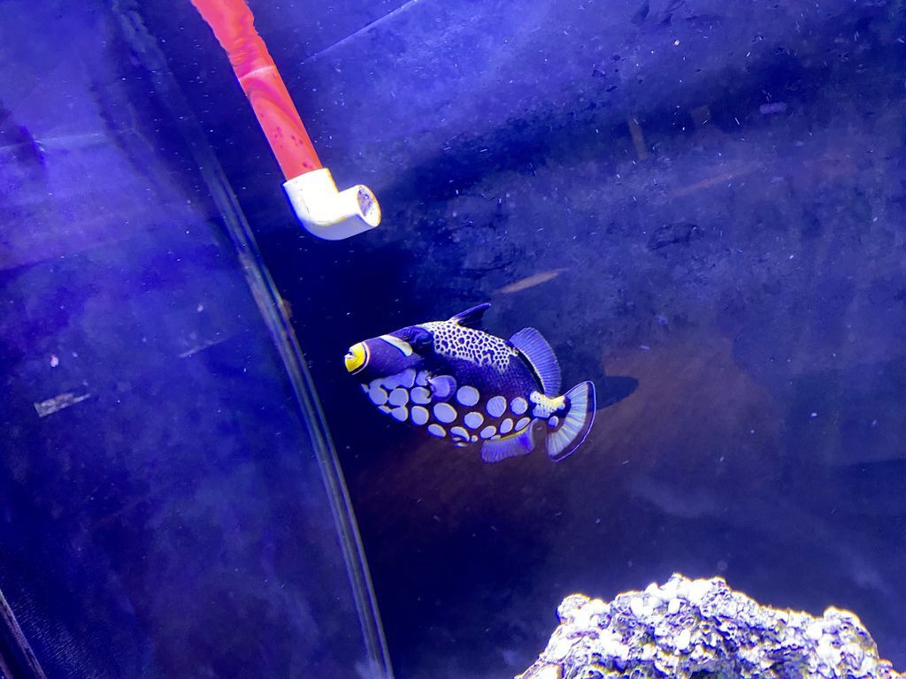 宜蘭礁溪景點-金車生物科技水產養殖研發中心,媲美水族館的室內景點 宜蘭礁溪景點-金車生物科技水產養殖研發中心,媲美水族館的室內景點