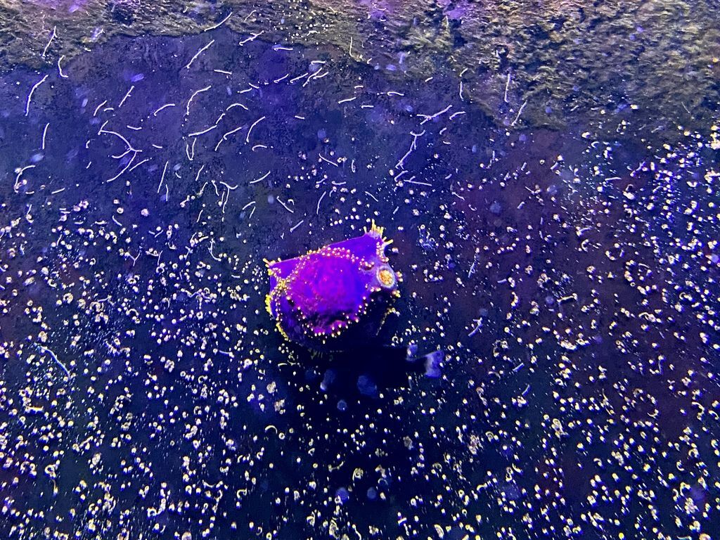 宜蘭礁溪景點-金車生物科技水產養殖研發中心,媲美水族館的室內景點 宜蘭礁溪景點-金車生物科技水產養殖研發中心,媲美水族館的室內景點