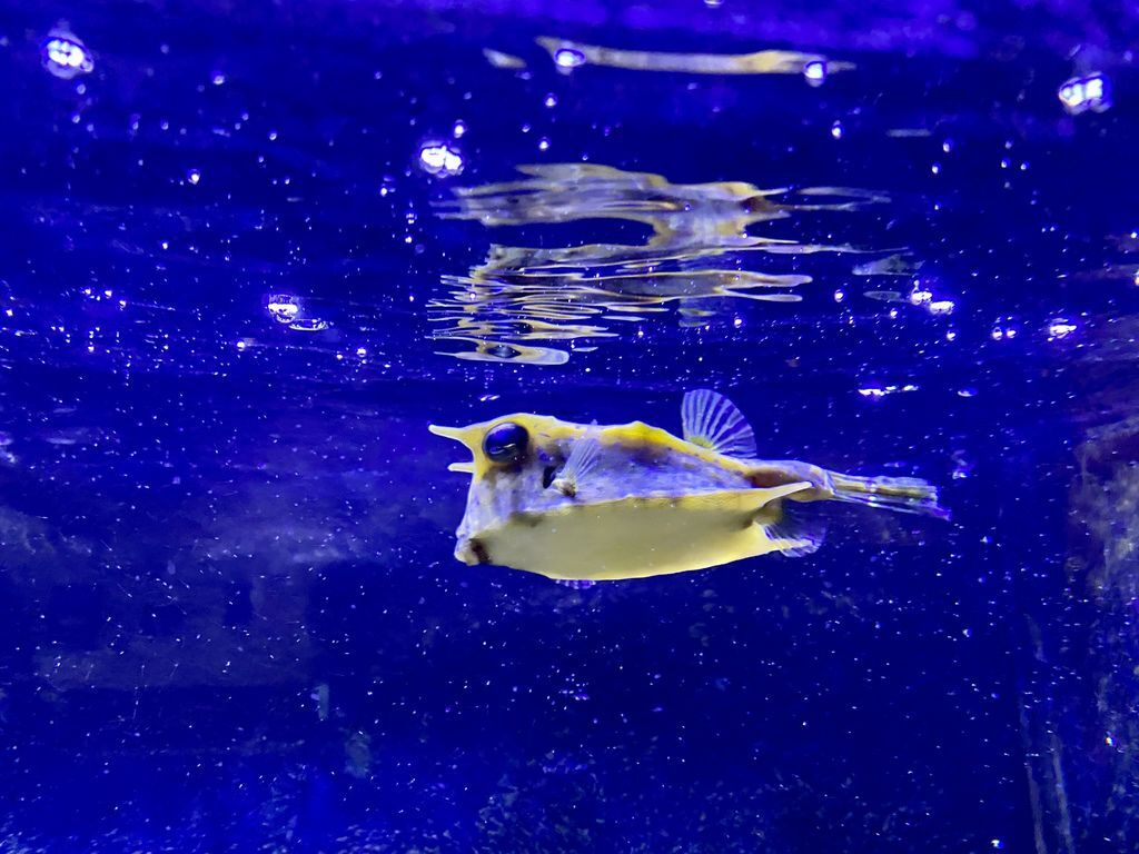 宜蘭礁溪景點-金車生物科技水產養殖研發中心,媲美水族館的室內景點 宜蘭礁溪景點-金車生物科技水產養殖研發中心,媲美水族館的室內景點
