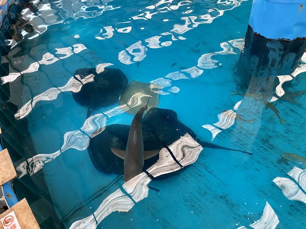 宜蘭礁溪景點-金車生物科技水產養殖研發中心,媲美水族館的室內景點 宜蘭礁溪景點-金車生物科技水產養殖研發中心,媲美水族館的室內景點