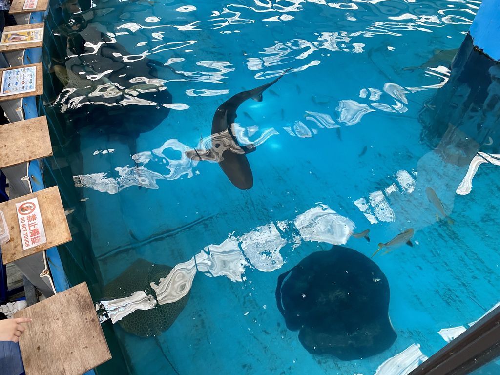 宜蘭礁溪景點-金車生物科技水產養殖研發中心,媲美水族館的室內景點 宜蘭礁溪景點-金車生物科技水產養殖研發中心,媲美水族館的室內景點