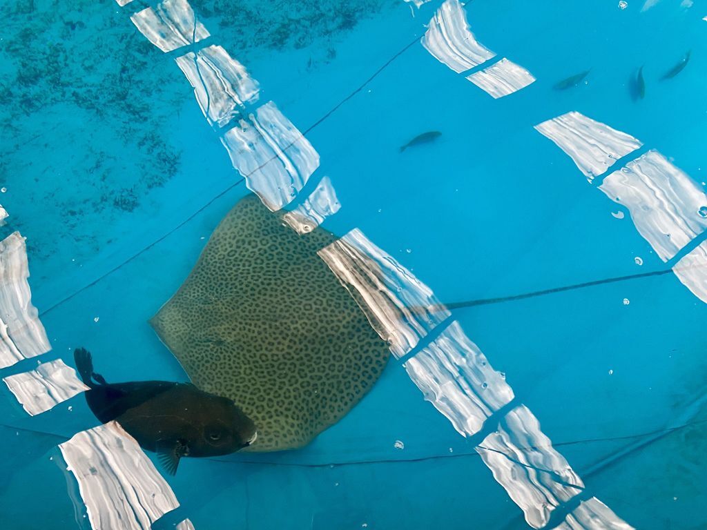 宜蘭礁溪景點-金車生物科技水產養殖研發中心，媲美水族館的室內景點